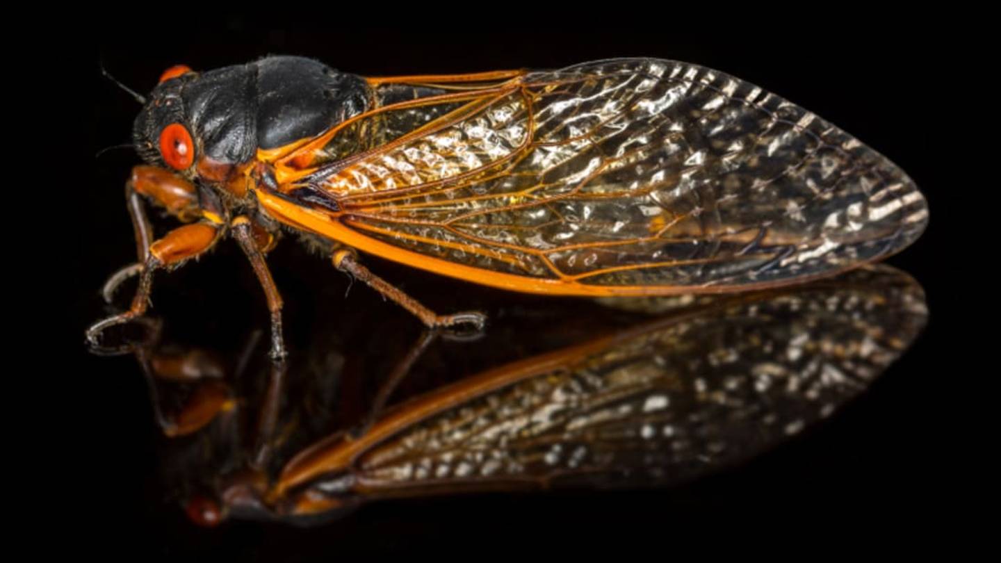 Why Do Brood V Cicadas Spend 17 Years Underground?