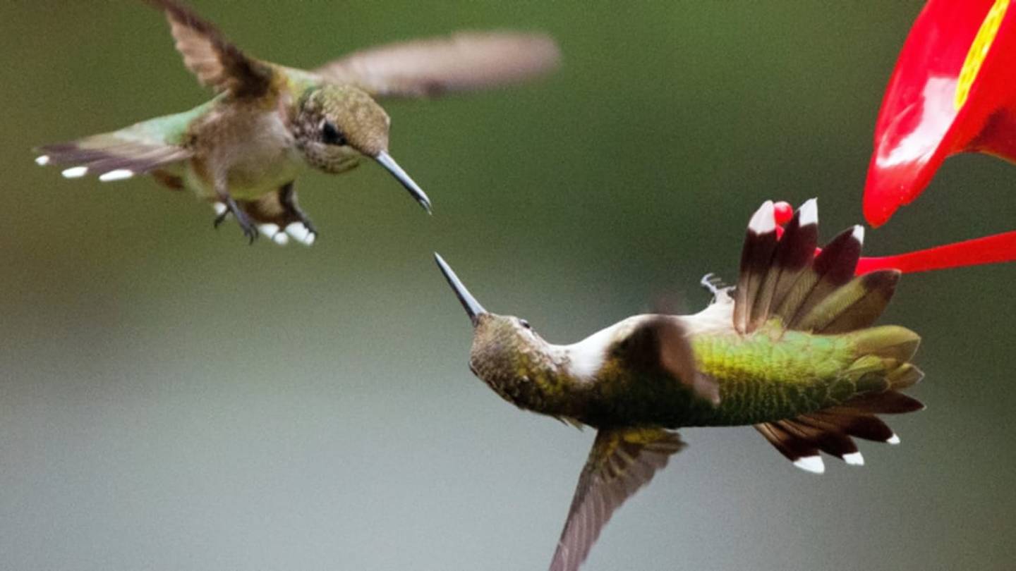 Adorable Hummingbirds Stab Each Other With Their Tiny Beaks