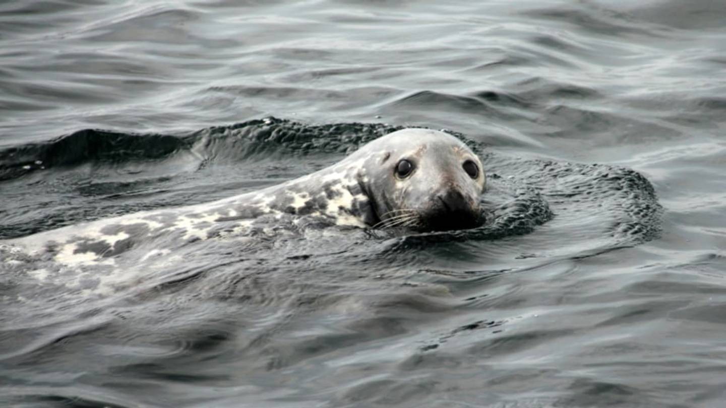 Seals Might Eavesdrop on Scientific Equipment to get Easy Meals