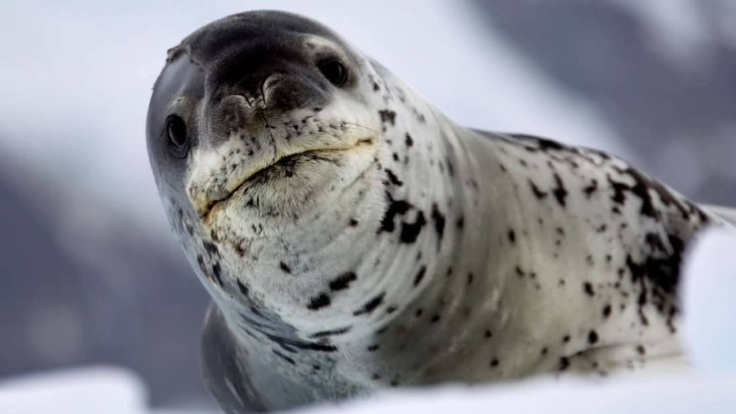 7 Oddball Aquatic Mammals We Love