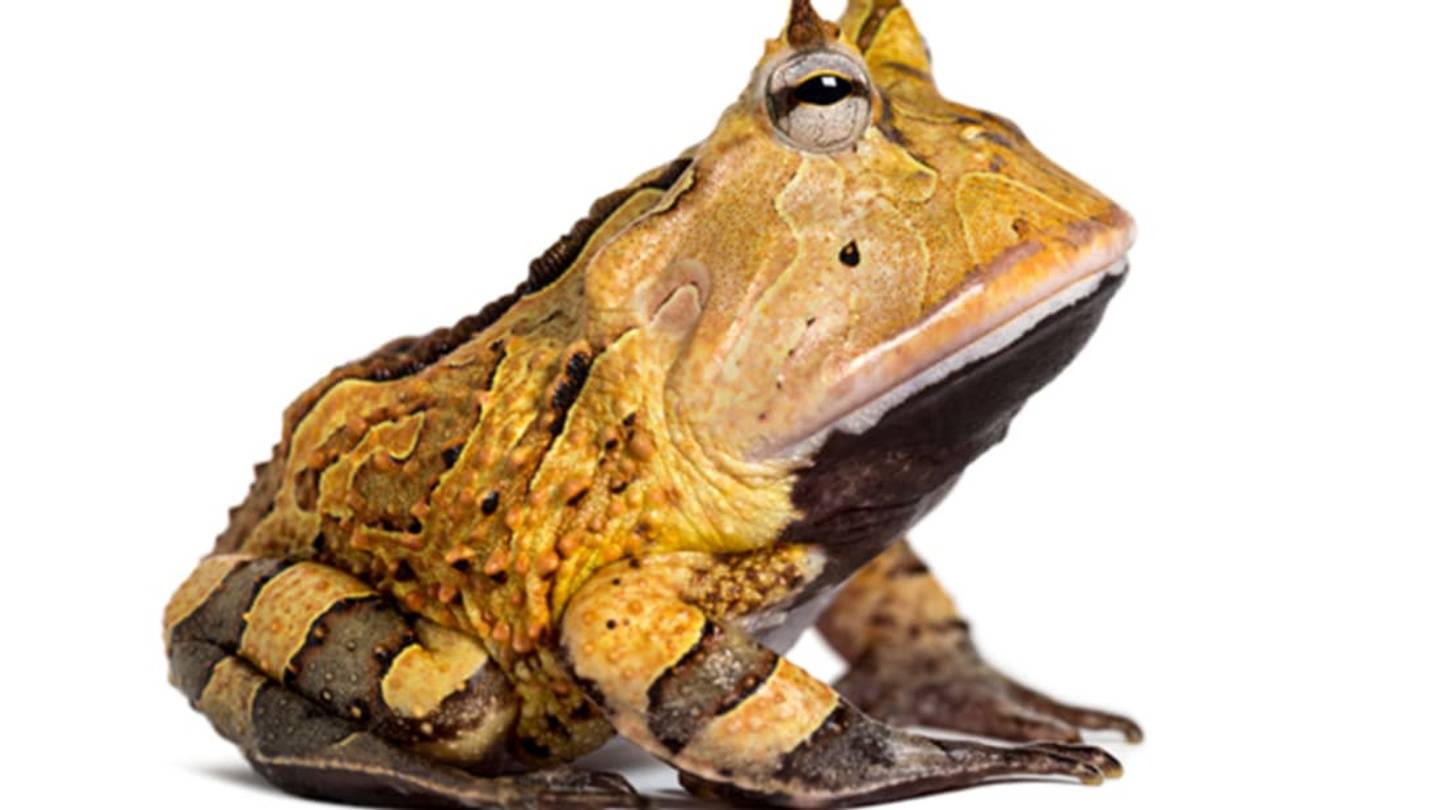 10 Animals You Donât Want to Kiss