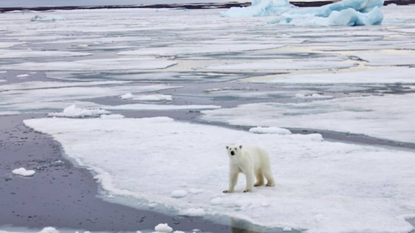 Hungry Polar Bears Can't Conserve Energy That Well