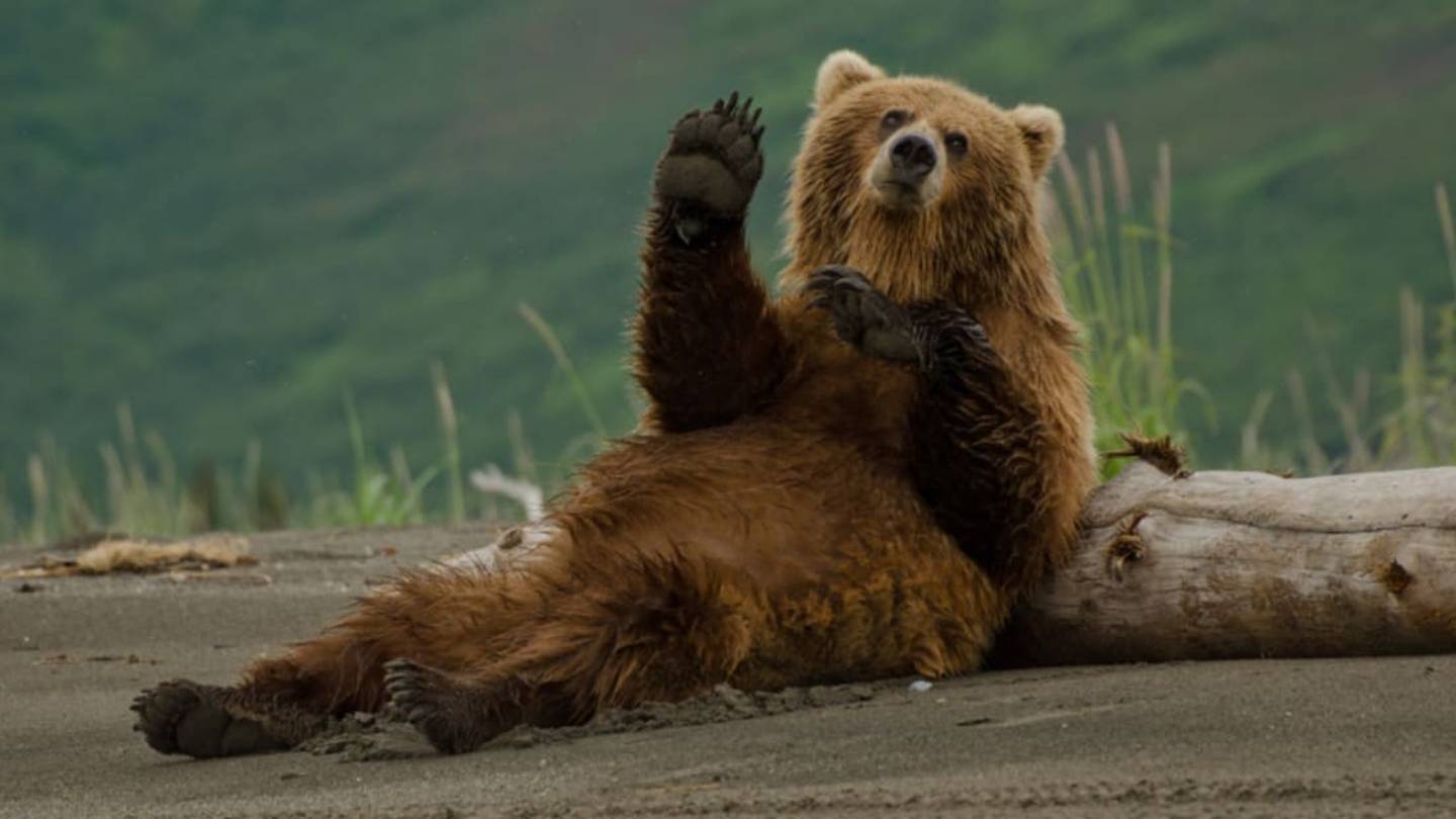 14 Furry Facts About Bears