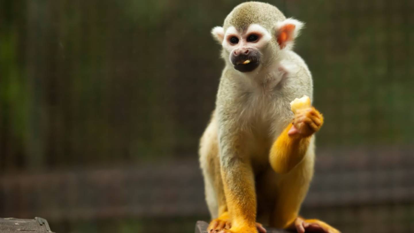 11 Incredible Animals You Only Find in Costa Rica