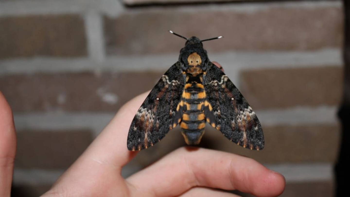 12 Facts About the Death's-Head Hawkmoth