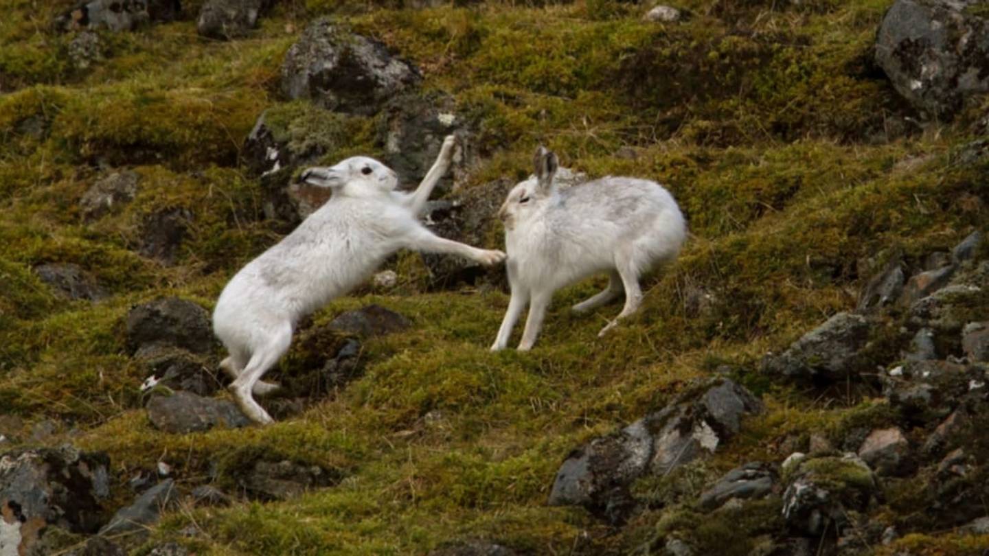 12 Videos of Adorable Animals Fighting