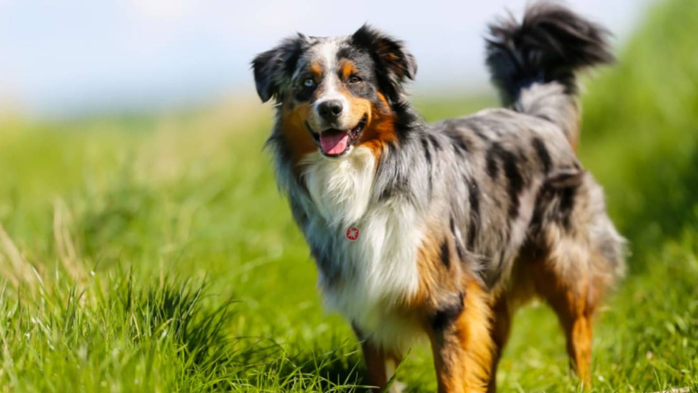 11 Active Facts About the Australian Shepherd