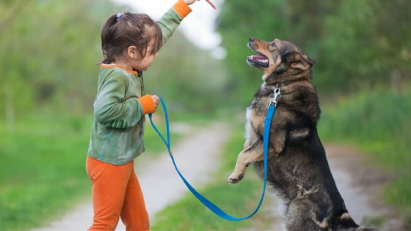 22 Before and After Photos of Adopted Dogs