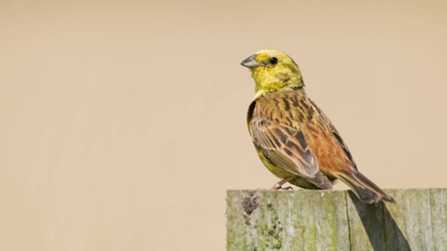 How a Bird in New Zealand Went from Hero to Public Enemy