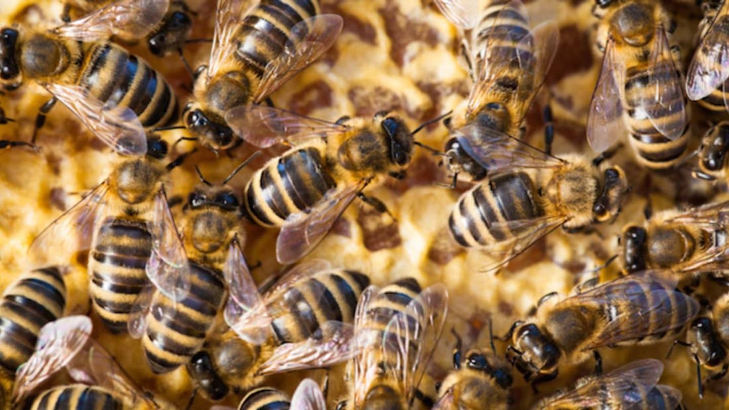 Listen to This Experimental Music Created by 40,000 Bees
