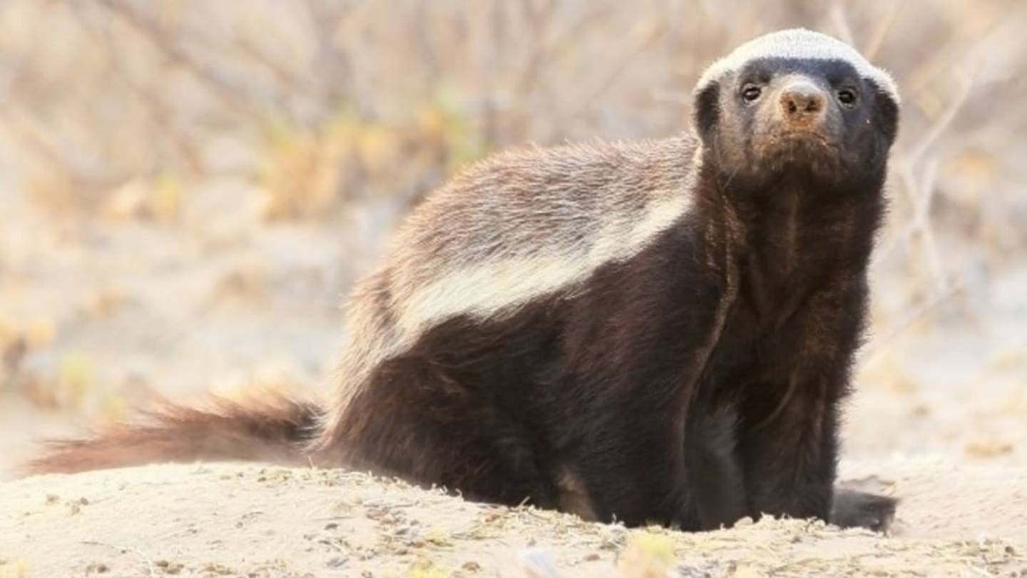 10 Resourceful Facts About Badgers