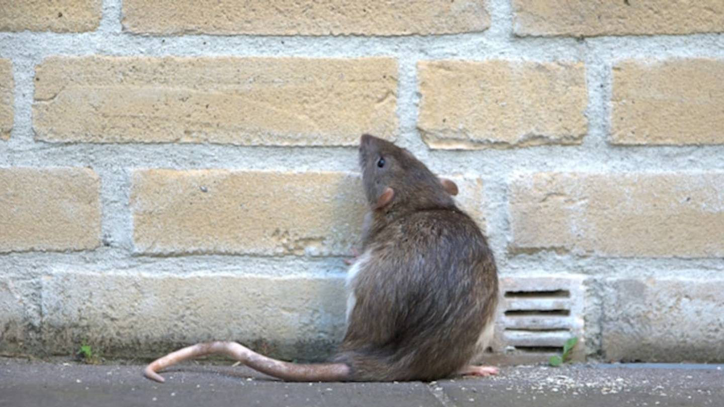 New York City Rats Are Hosts To Disease-Carrying Fleas
