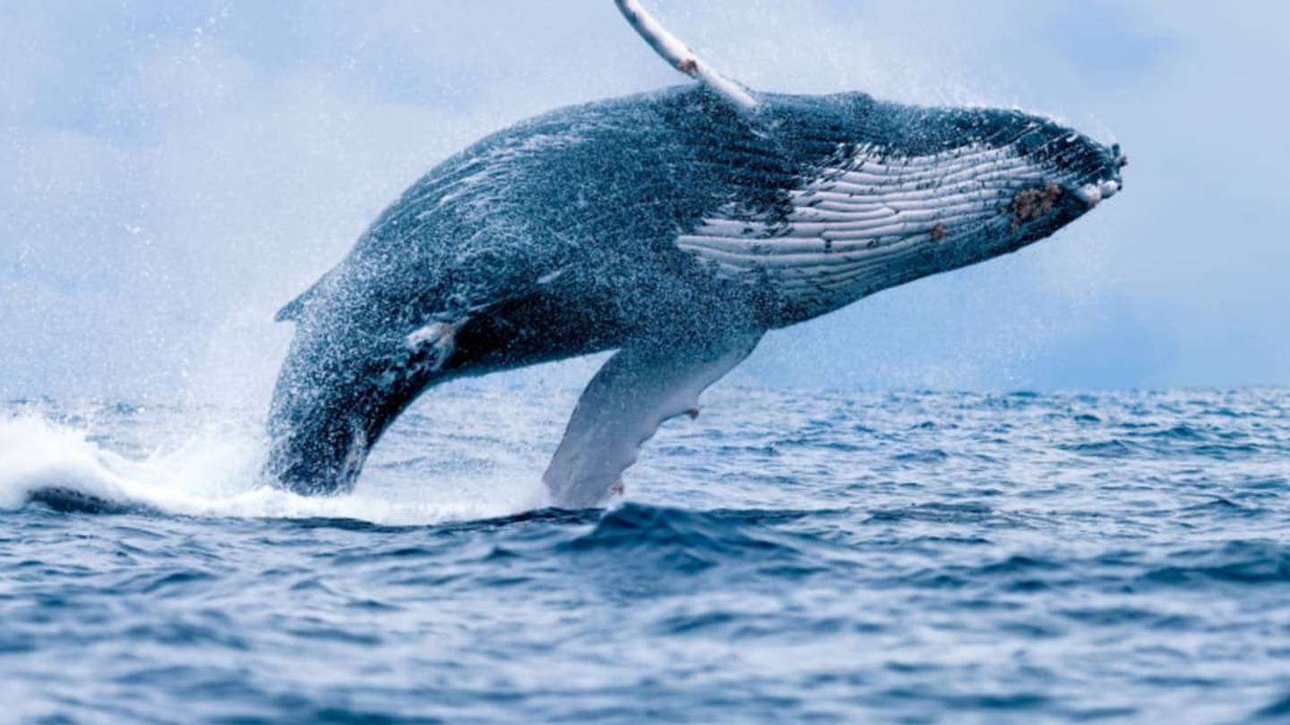 Sea Creatures Are Getting Bigger