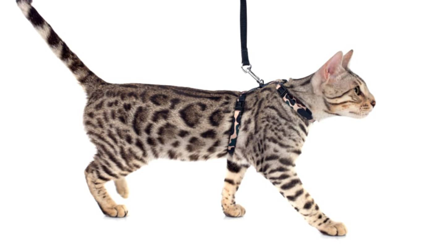 How Were Cats Domesticated?