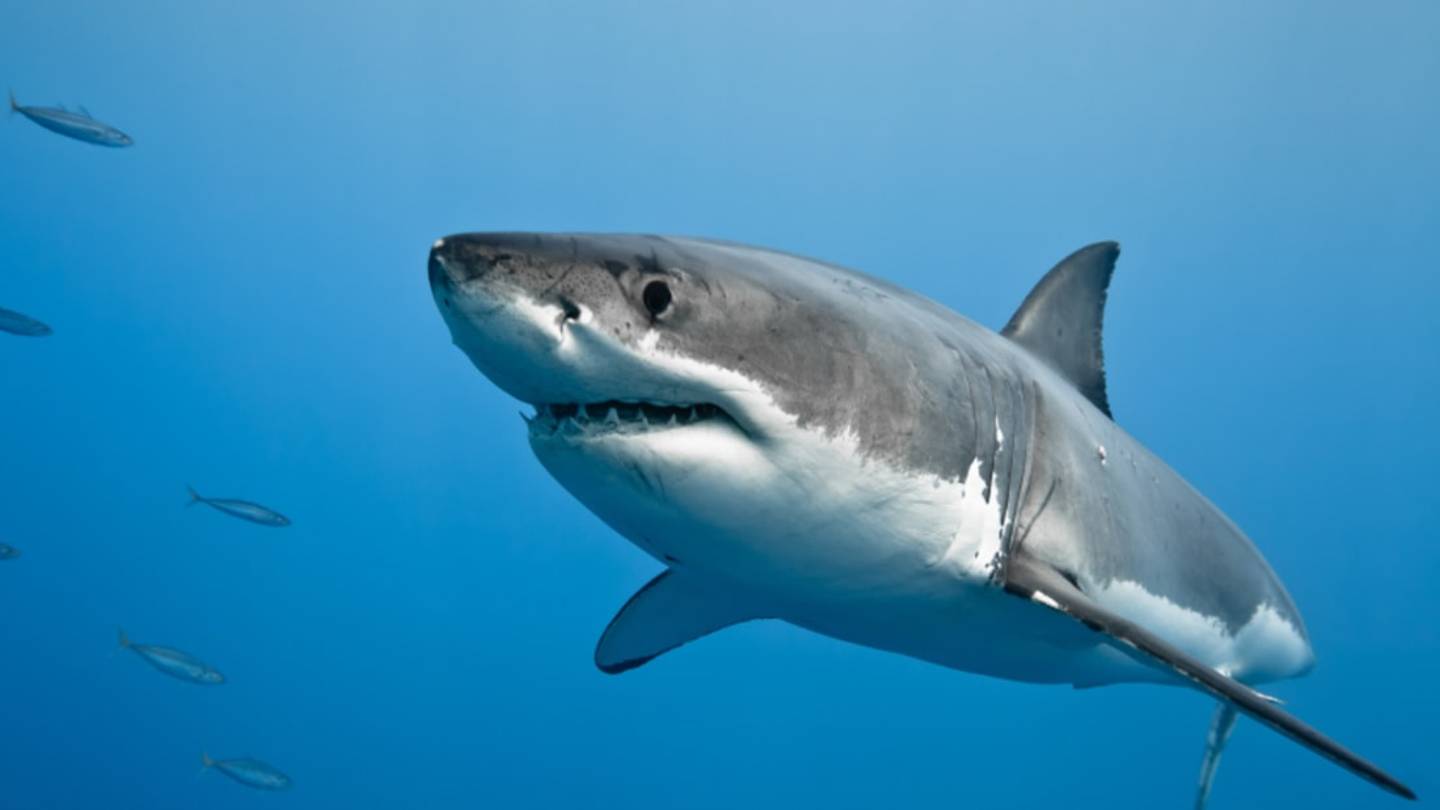 7 Clever Hunting Tricks Used in the Animal Kingdom