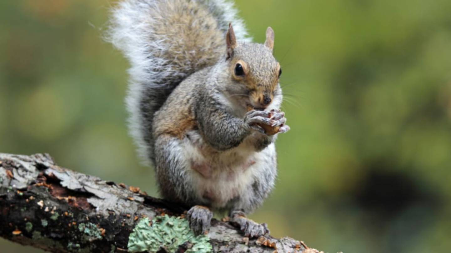 11 Bushy-Tailed Facts About Eastern Gray Squirrels