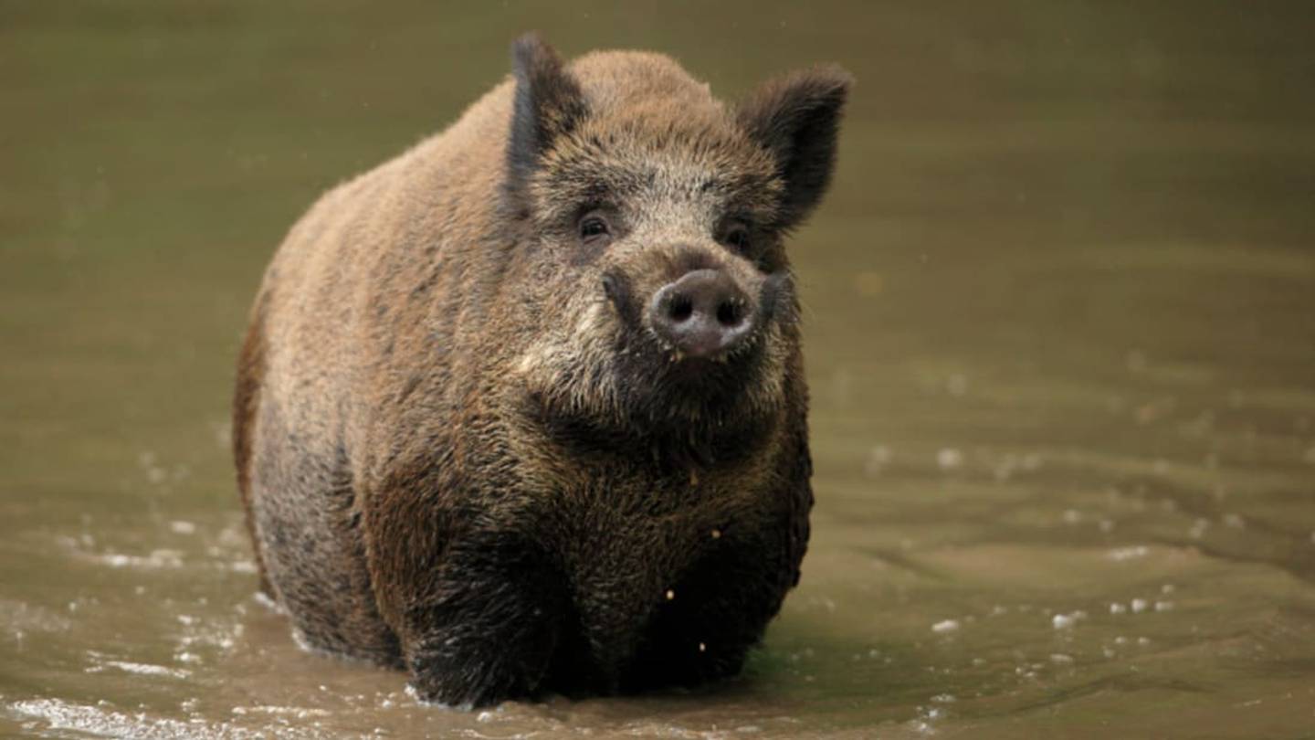 Boars Caught Washing Their Food