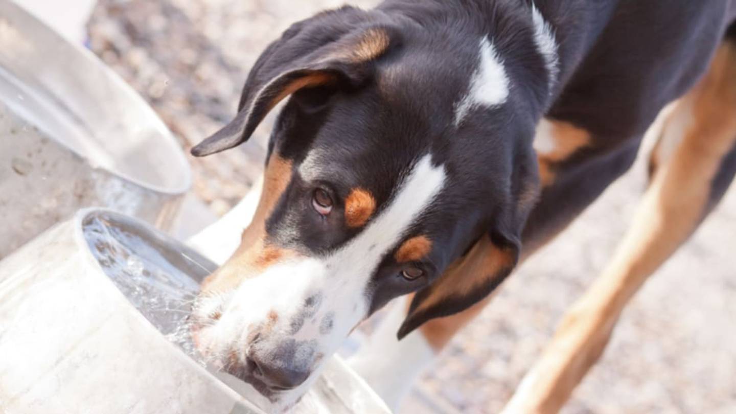 How Do Dogs Drink Water?