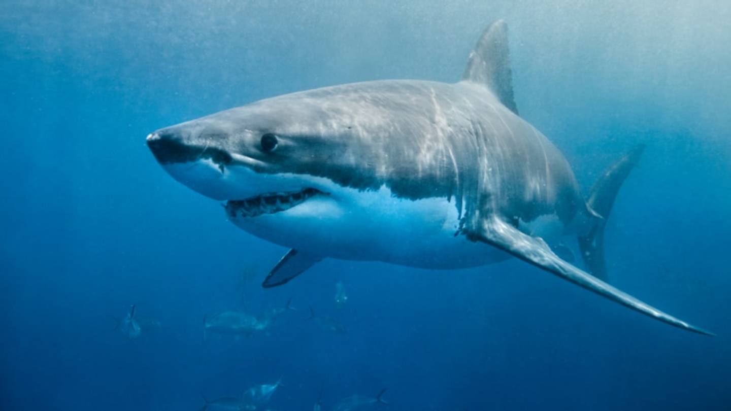 Great White Sharks Hunt With Help From the Sun