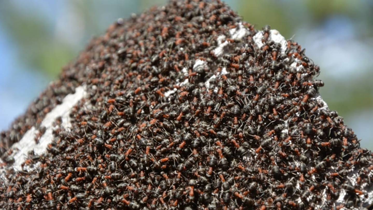 Ant Colonies Earn Their 'Superorganism' Reputation