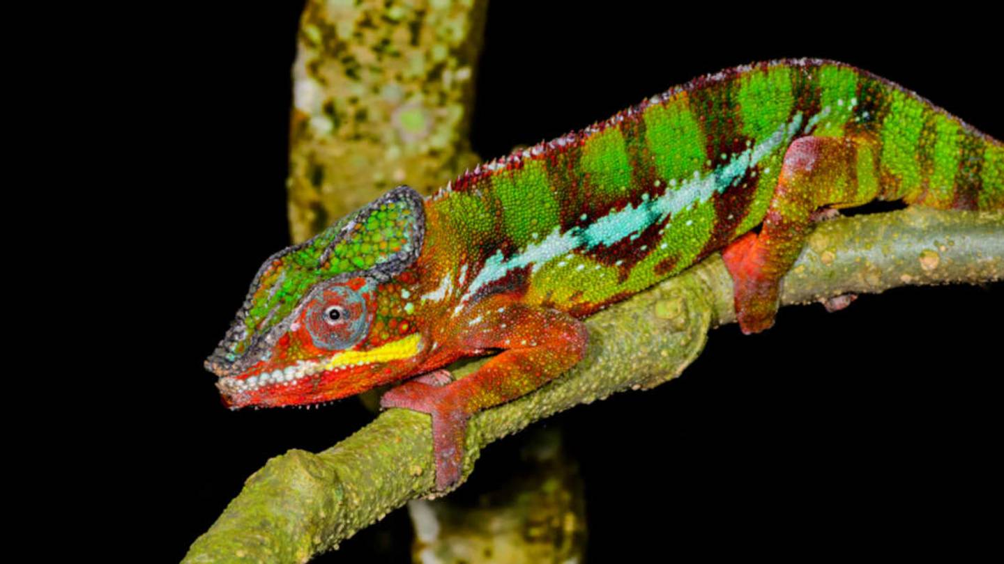 DNA Study Reveals the Panther Chameleon is Really 11 Different Species