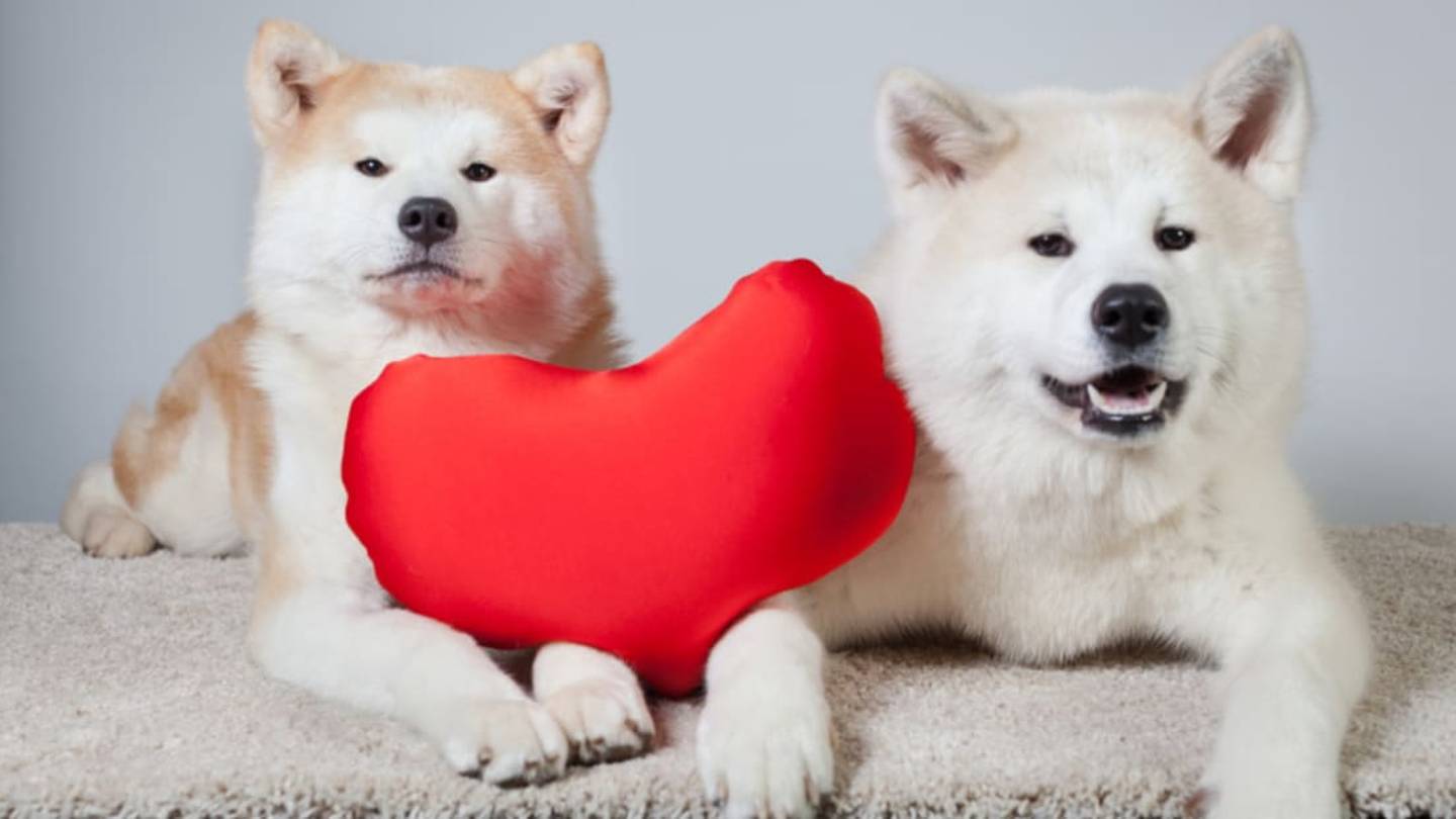 12 Trusty Facts About the Akita