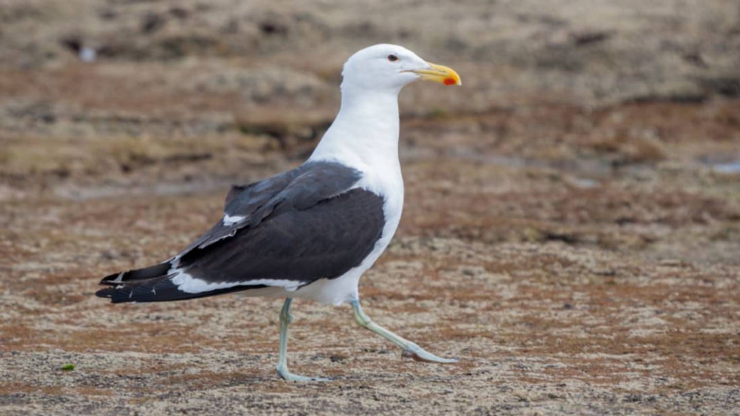 Seagulls in Namibia Are Attacking Baby Seals