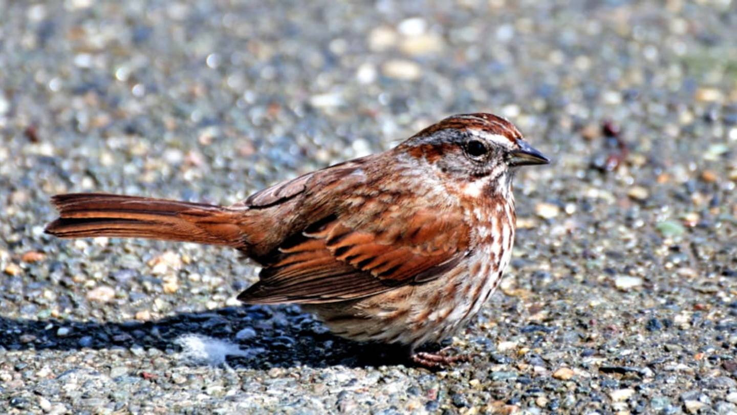 How an Old Bird Poop Law Can Help You Claim an Island