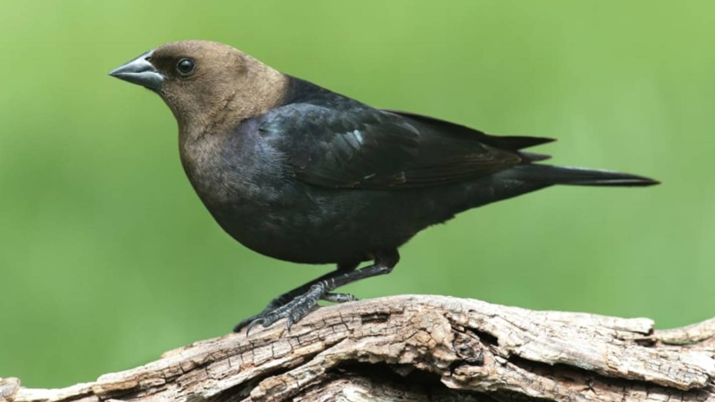 Even Deadbeat Bird Parents Keep an Eye on Their Kids