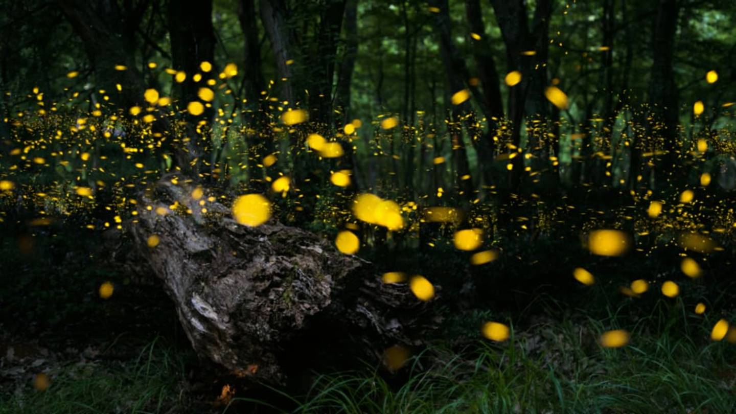 Firefly Park Is Illuminated By 10,000 Lightning Bugs