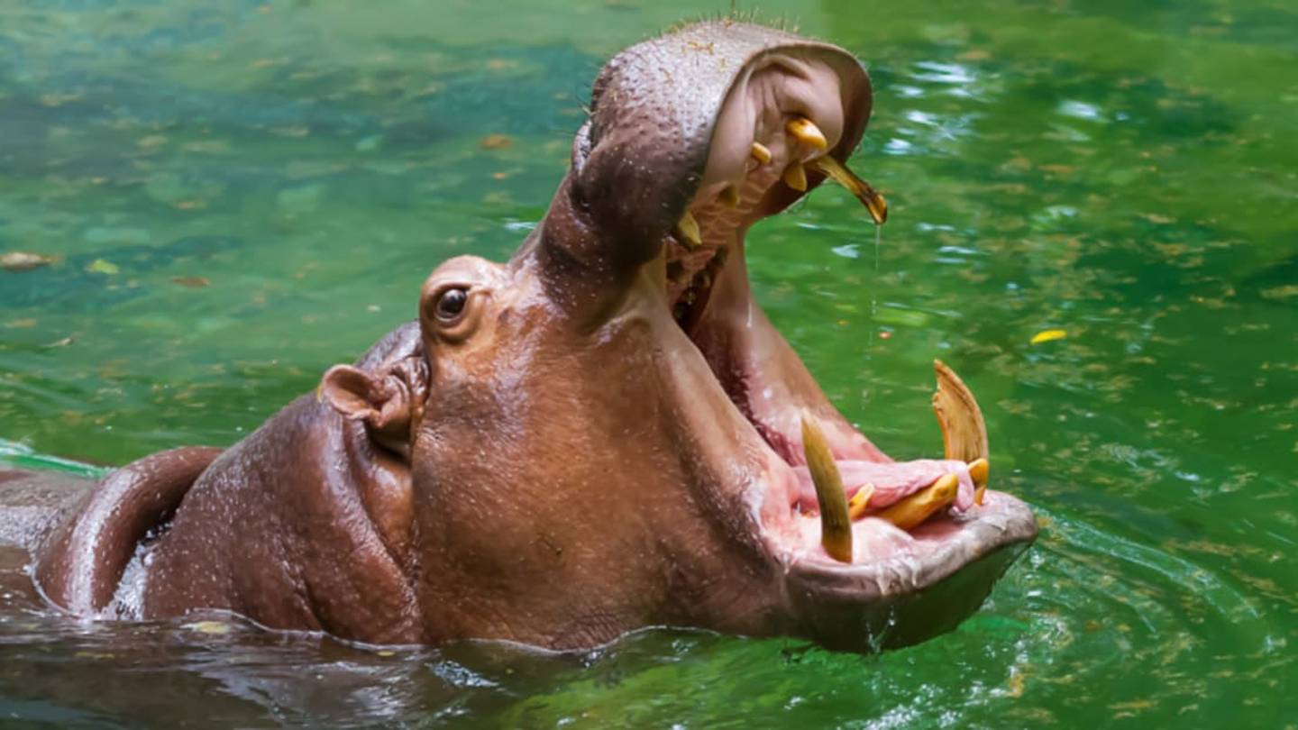 Hippos Eat Way More Meat than We Thought, and It Can Make Them Sick
