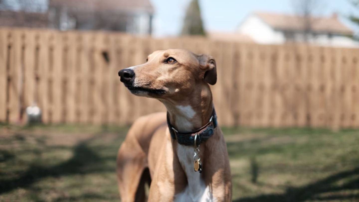 13 Fast Facts About Greyhounds