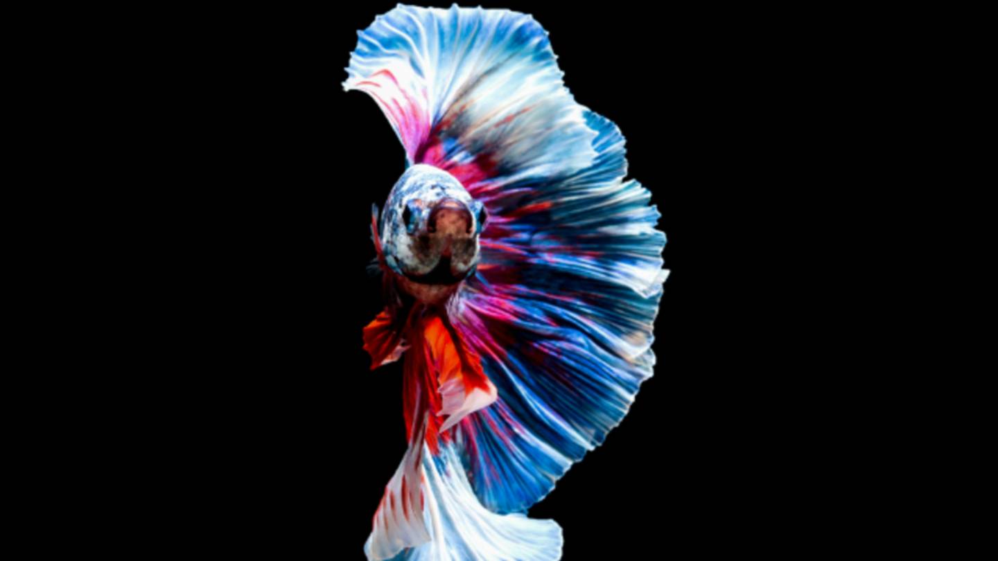15 Fighting Facts About Siamese Fighting Fish