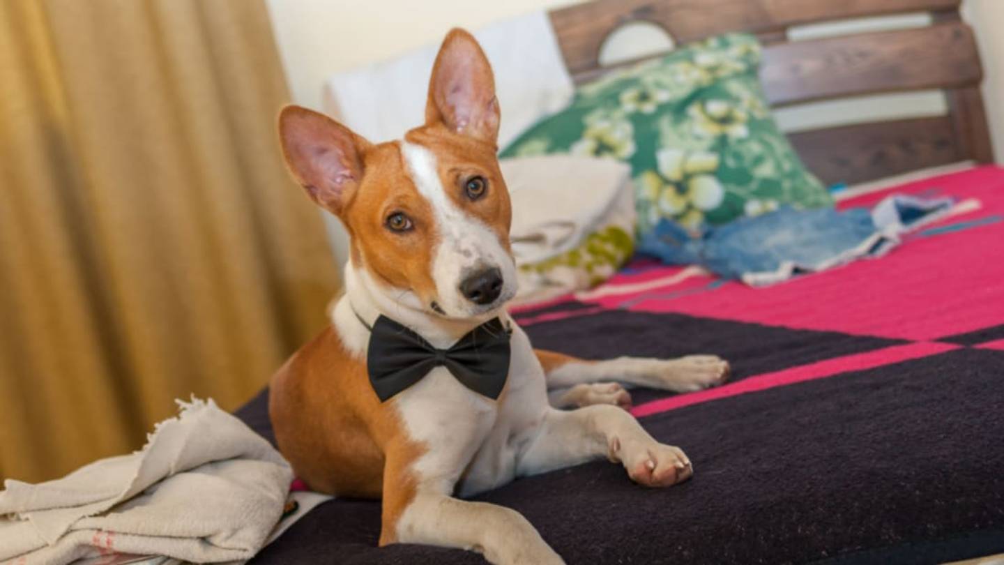 10 Super-Smart Facts About Basenjis