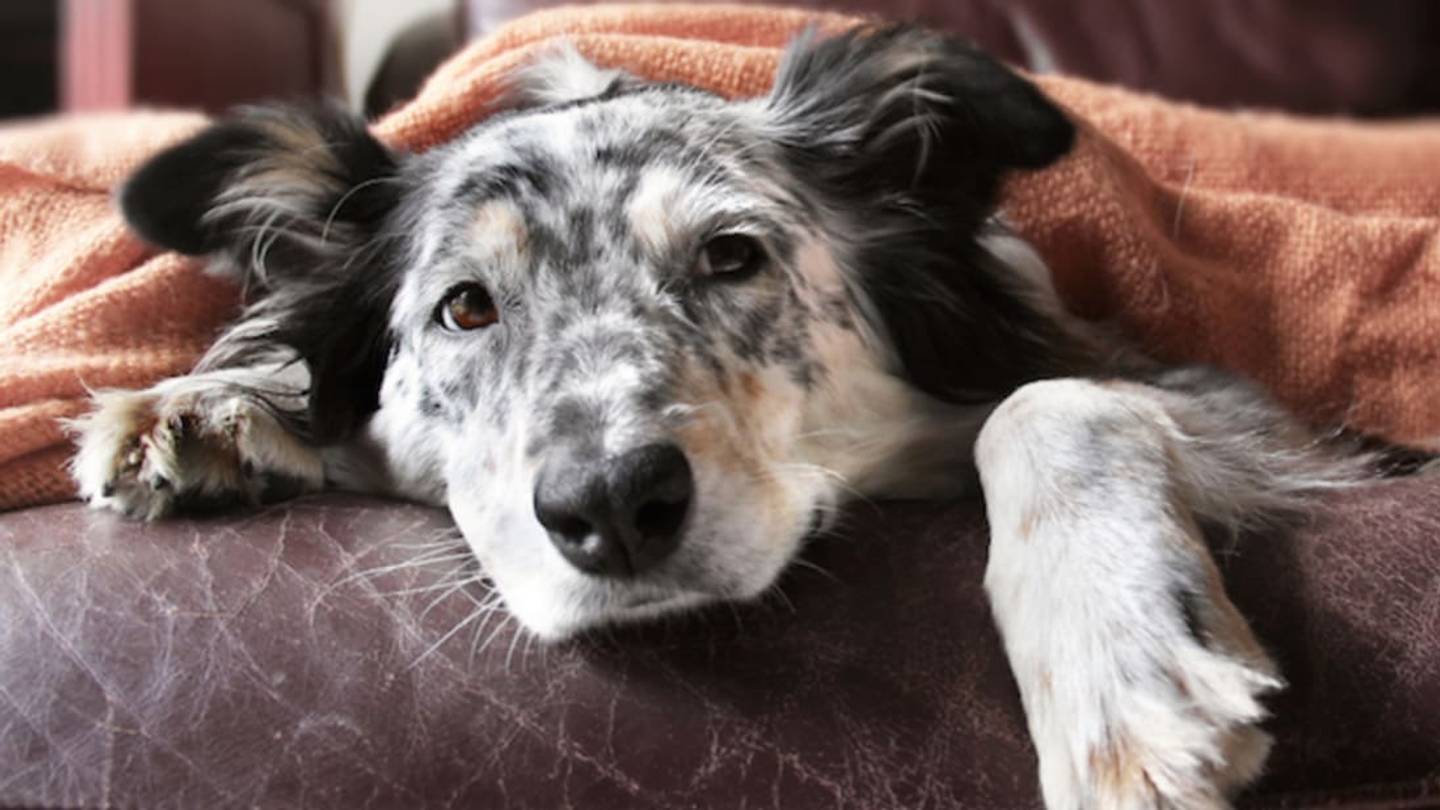 UK Companies Introduce 'Pawternity Leave' for Pet Owners