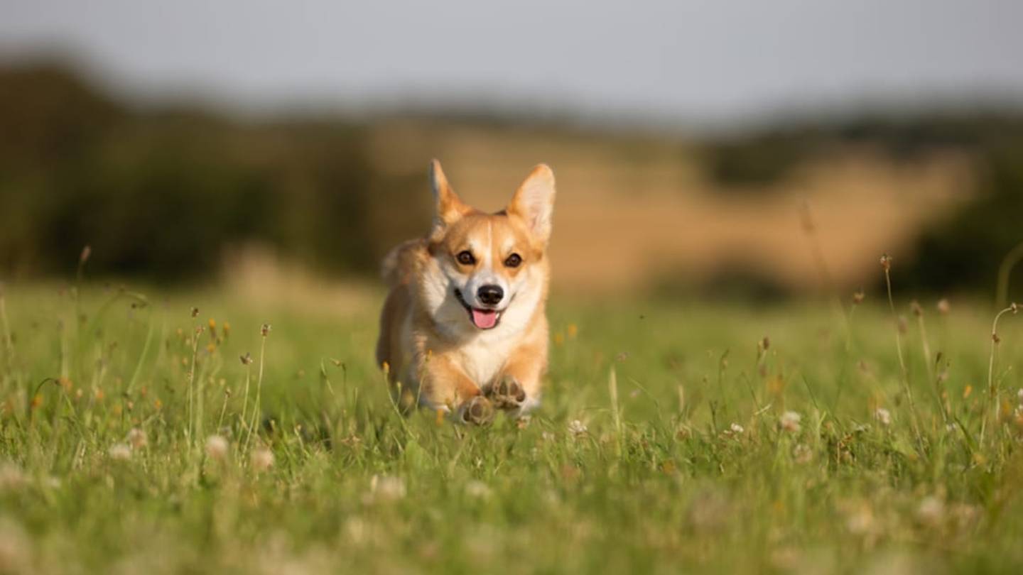 The Ancient Connection Between Corgis and Fairies