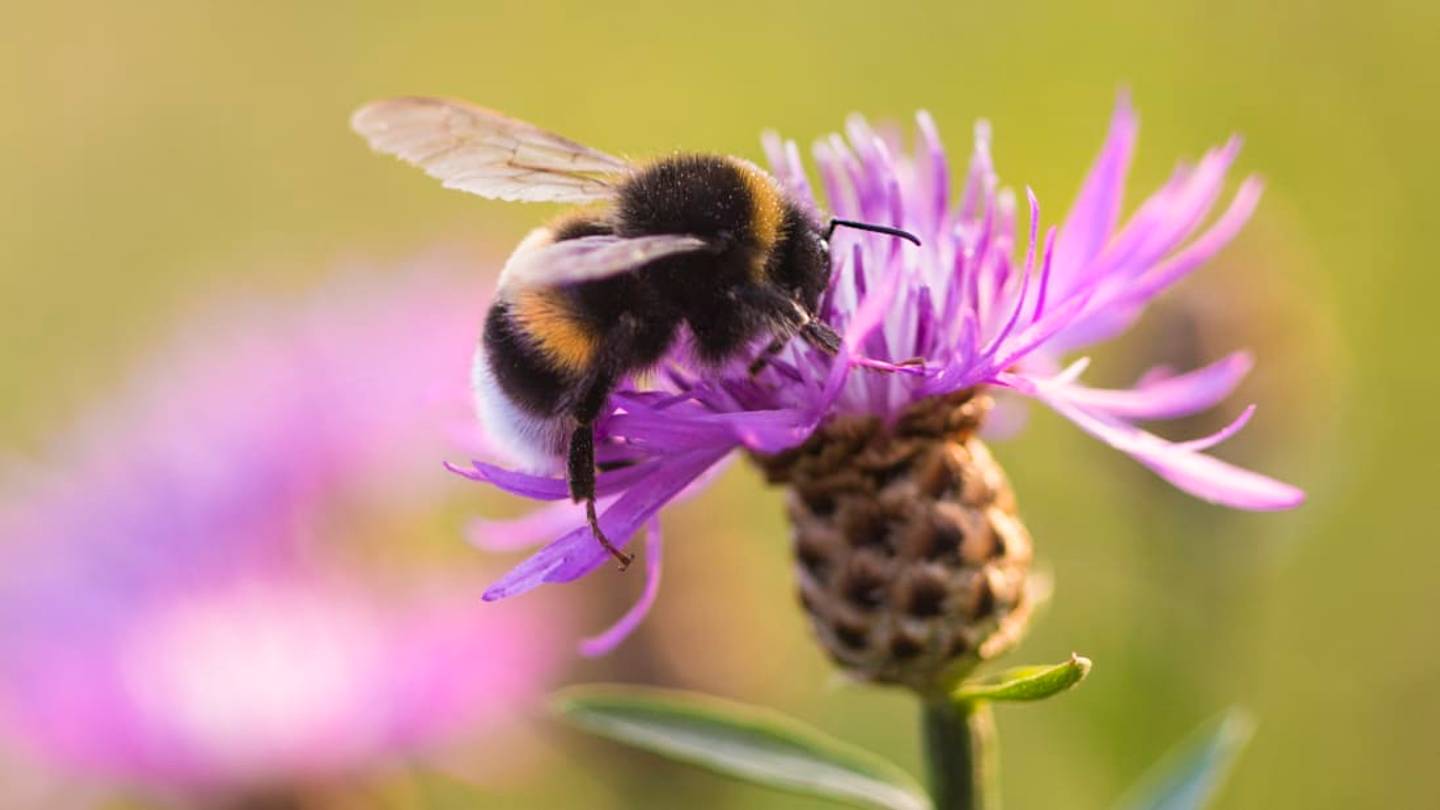 Minnesota Wants to Pay Homeowners to Create Bee-Friendly Lawns