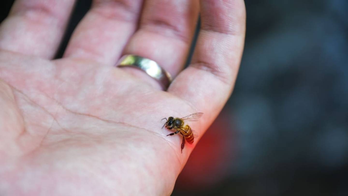 The Most Painful Places to Get Stung, According to the Researcher Who Made Bees Sting Him for Science