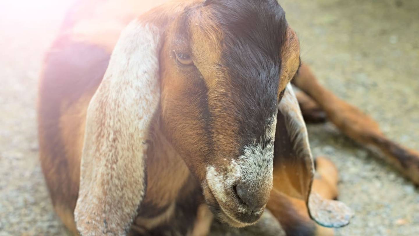 A Nubian Goat Named Lincoln Was Just Sworn in as the Mayor of Fair Haven, Vermont