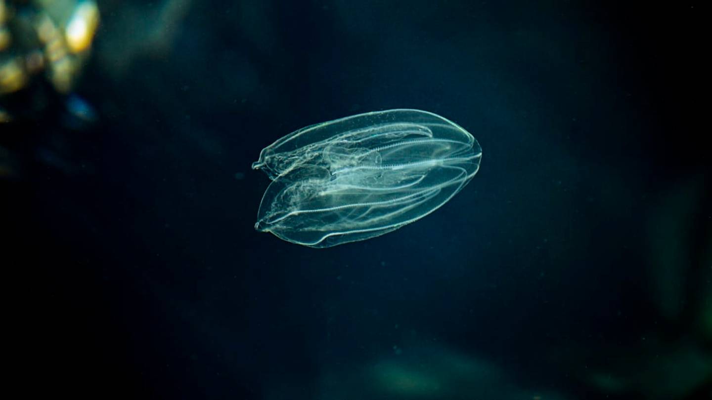 For the First Time, Scientists Find Jellyfish-Like Animal With âTransientâ Anus