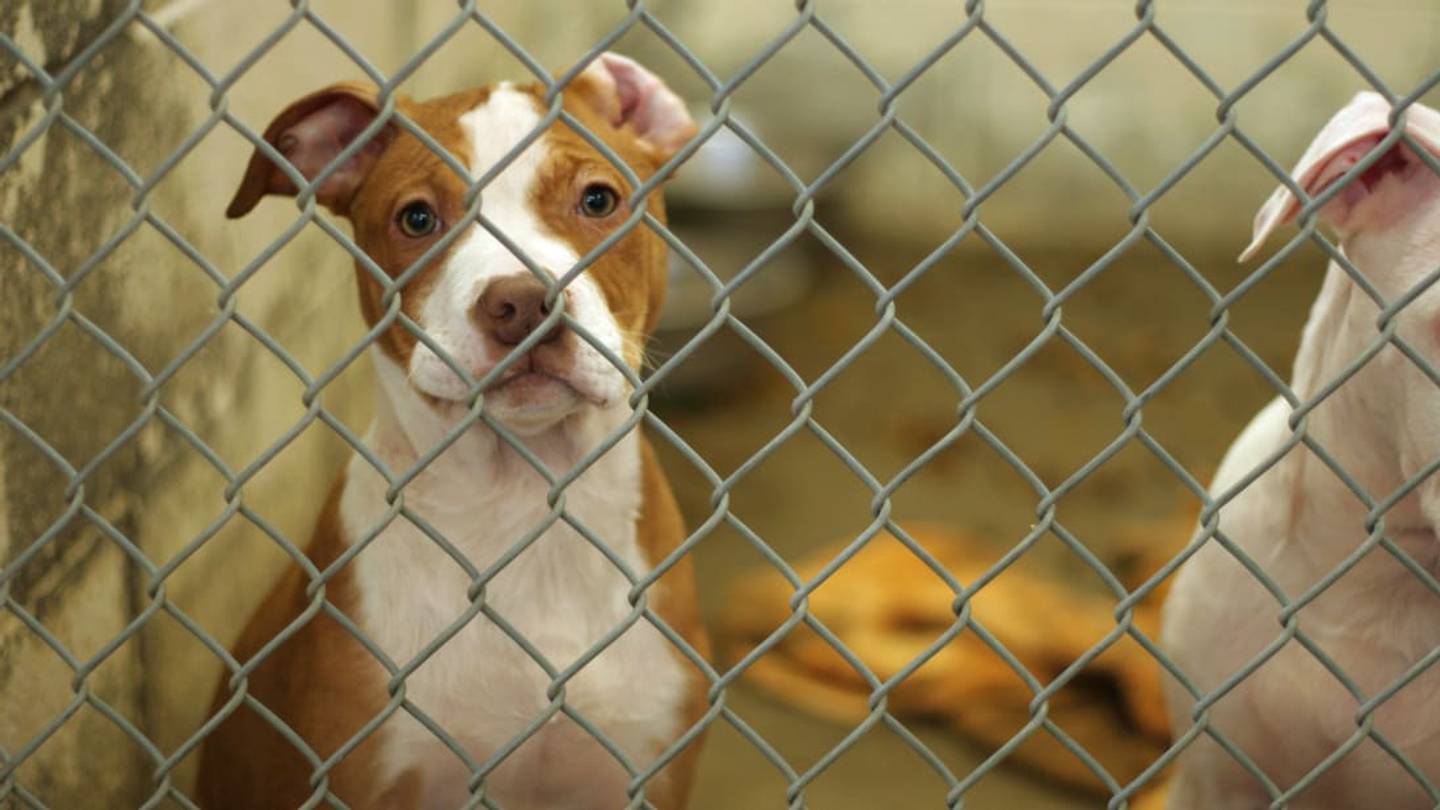 How You Can Help Animals Affected by Hurricane Florence