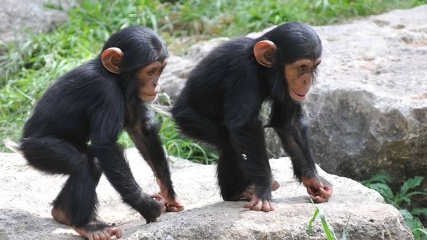 Chimps Recognize Butts the Way Humans Recognize Faces