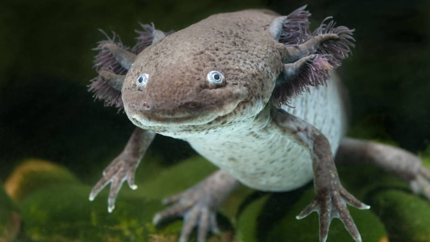 Nuns in Mexico Are Keeping a Sacred Salamander From Going Extinct