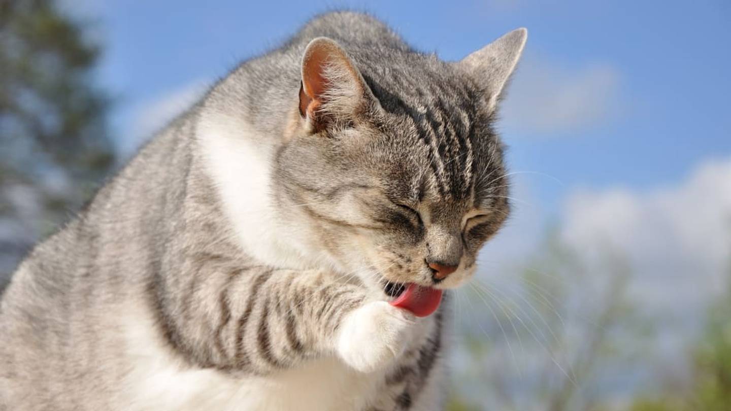 If You Want Your Cat to Poop Out More Hairballs, Try Feeding It Beets