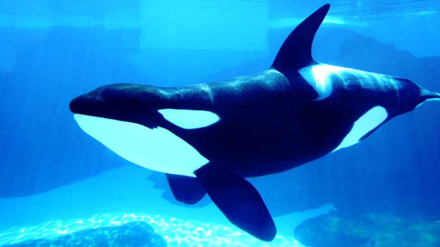 Canada Passes 'Free Willy' Bill Outlawing Whales and Dolphins in Captivity