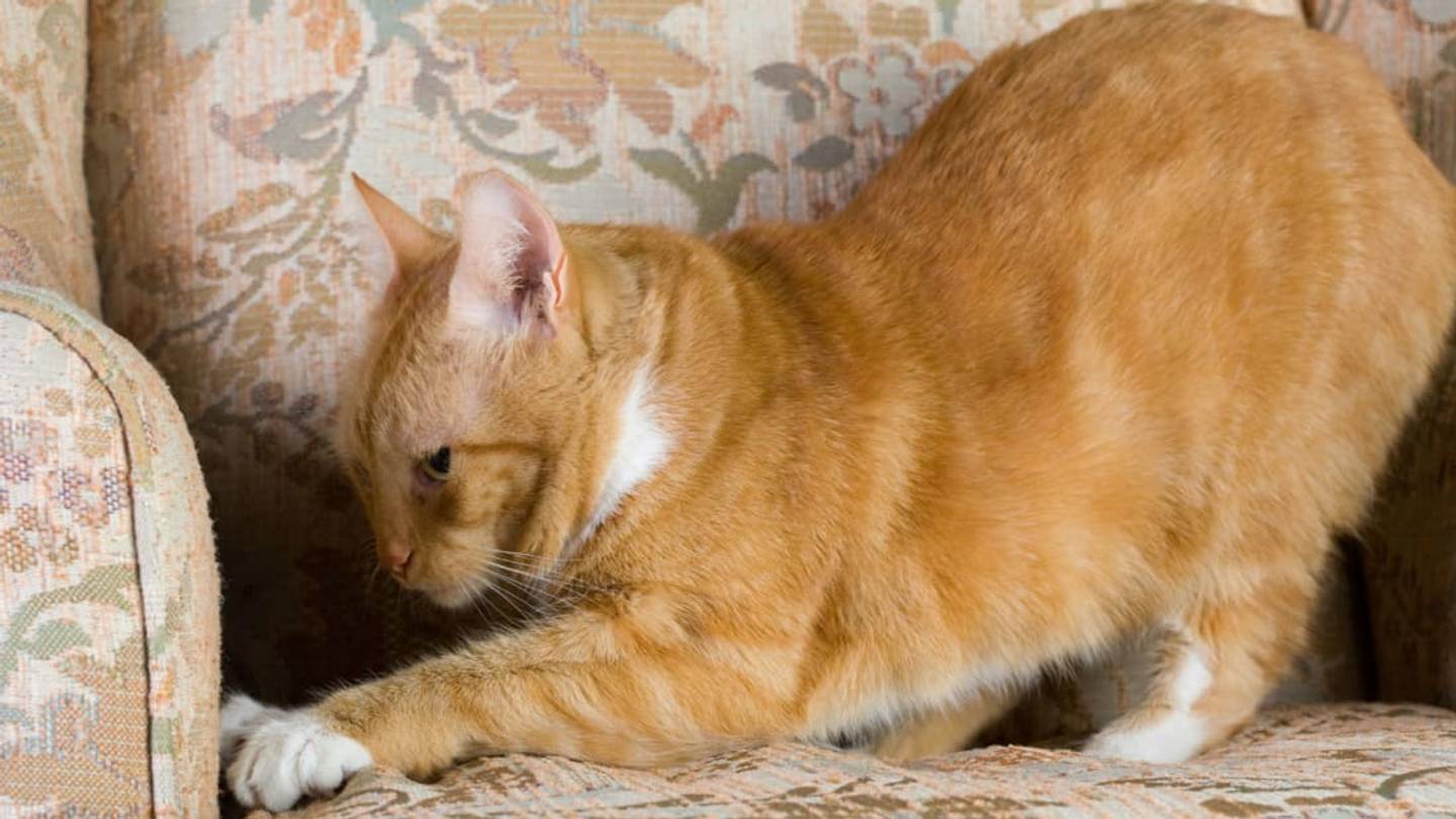 Why Do Cats Love Scratching Furniture?