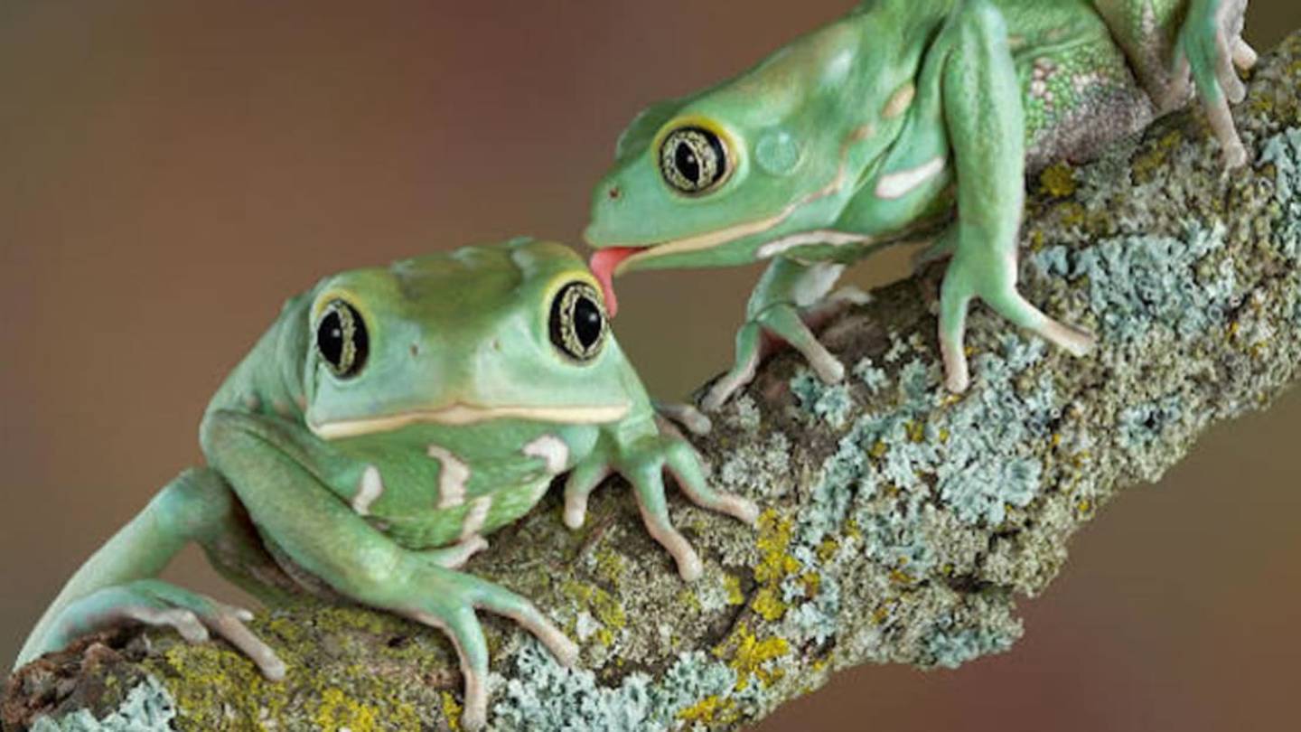 5 Times Scientists Played Animal Matchmakers