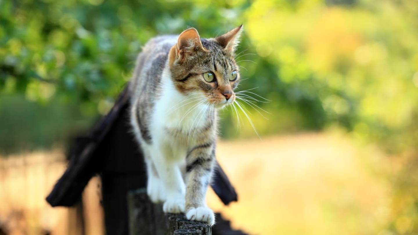 Body Camera Study Reveals What Cats Do When Nobody's Looking