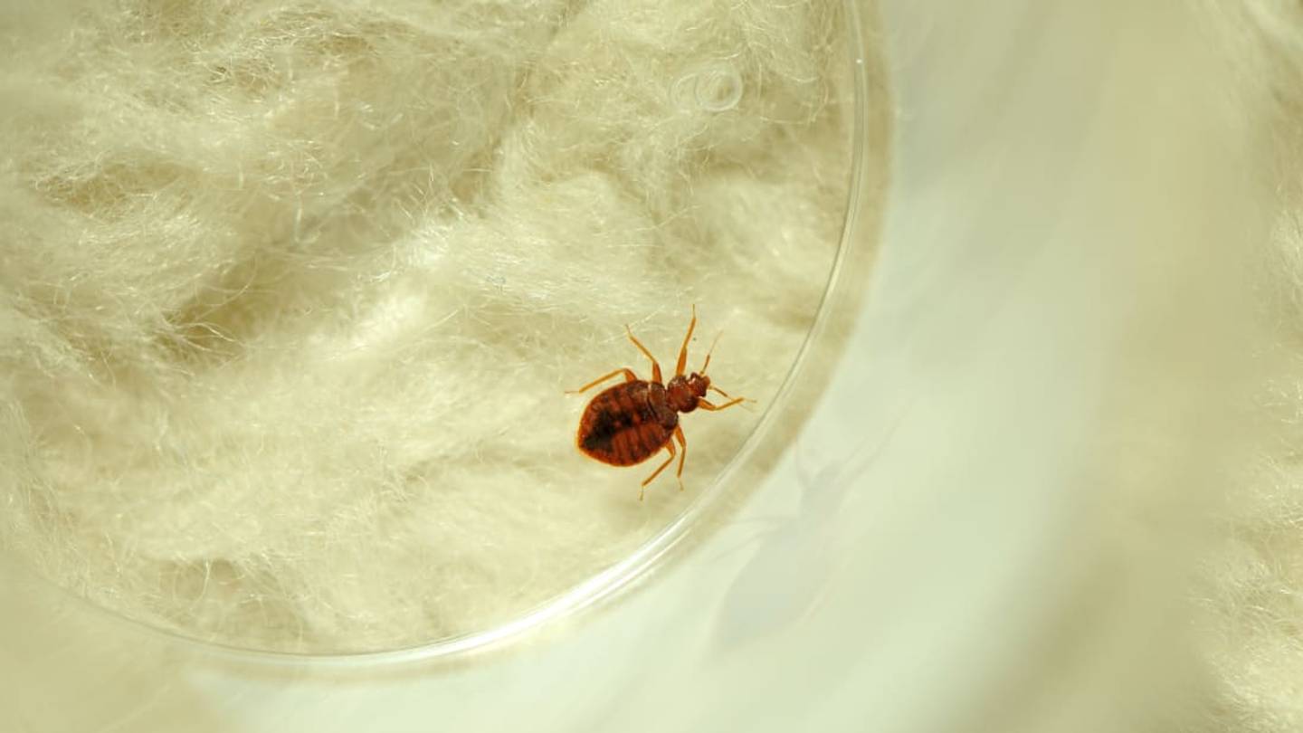 9 Myths About Bed Bugs, Debunked
