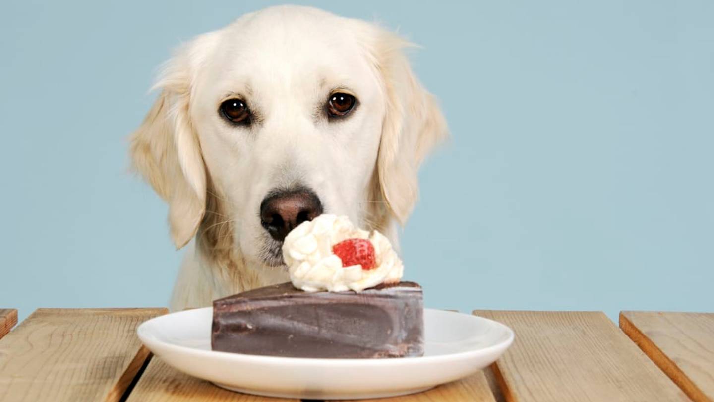Why Can't Dogs Eat Chocolate?